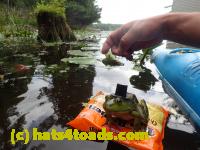 /home//u458753944/public_html/sourcegallery////////Frogs/Bullfrogs 2016-08 Ontario/P8140126.JPG